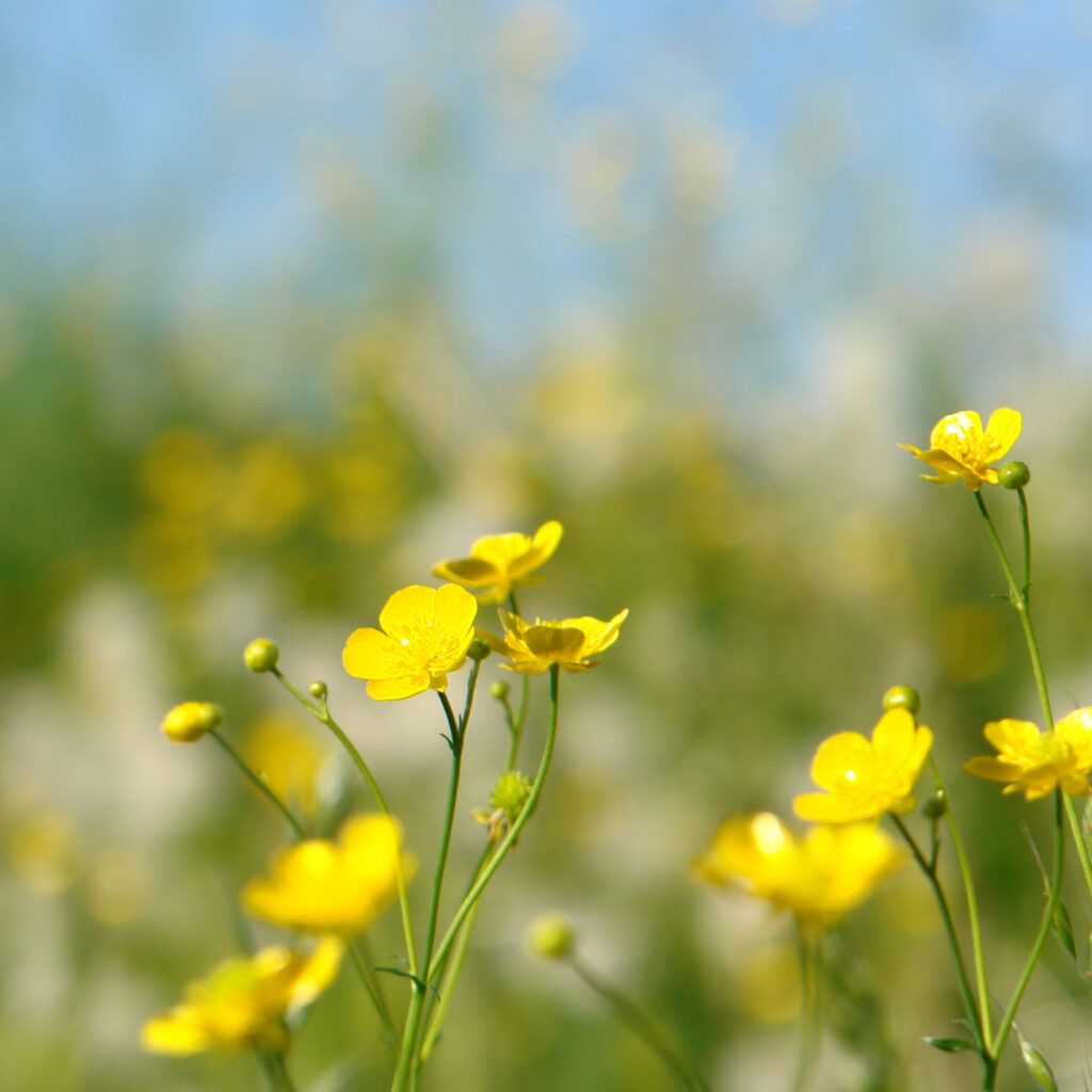 nahaufnahme von blume