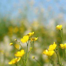 nahaufnahme einer gelben blume
