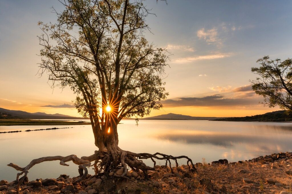 sonne scheint durch einen baum an einem see